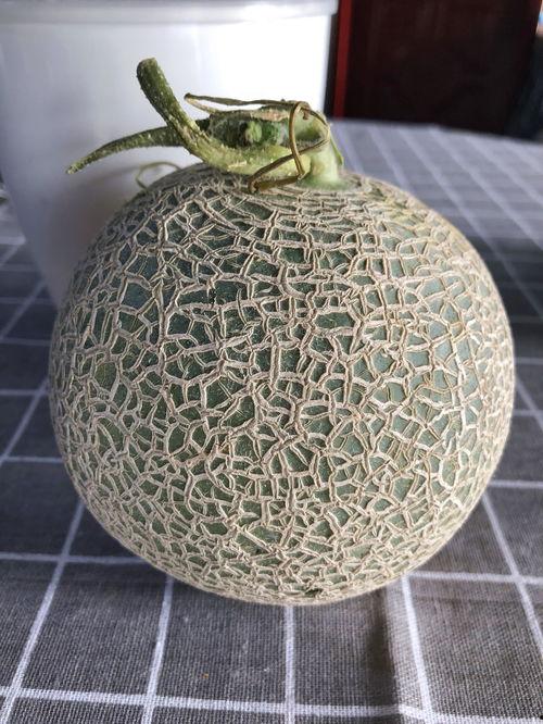 吃纹珑蜜瓜,夏日里的甜蜜诱惑