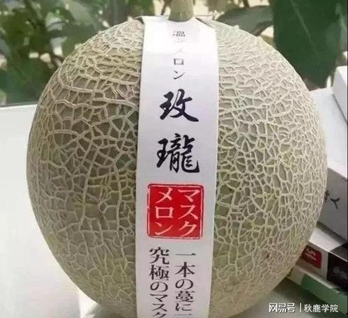 吃纹珑蜜瓜,夏日里的甜蜜诱惑