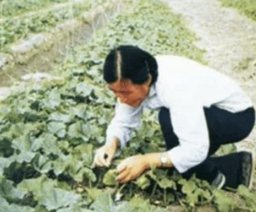 袁隆平为什么吃瓜,从杂交水稻到甜蜜瓜果,探索农业巨擘的跨界食趣