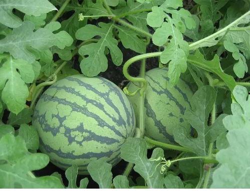 吃瓜倪闻悦,揭秘娱乐圈背后的故事