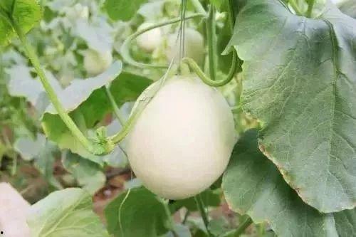 郎溪网红吃瓜事件,揭秘网络舆论背后的真相与争议