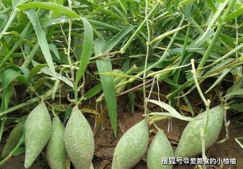 吃羊角瓜会长痘吗,羊角瓜食用与痘痘关系揭秘