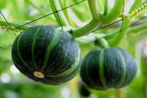 德化最近的吃瓜,真相竟如此惊人！