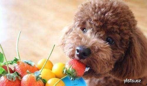 泰迪吃坏掉的瓜