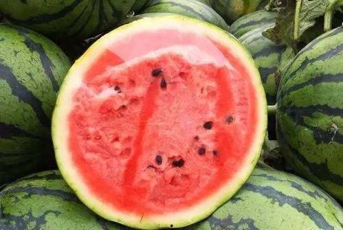 给米吃瓜,探寻米食与瓜果的奇妙融合之旅