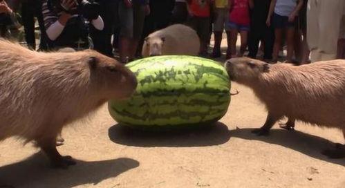 水豚嘟嘟吃瓜,水豚嘟嘟的夏日吃瓜盛宴